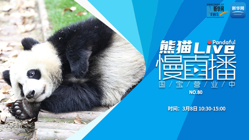 熊猫慢直播：国宝营业中（80）