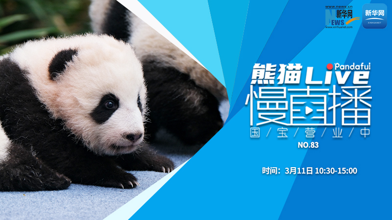 熊猫慢直播：国宝营业中（83）