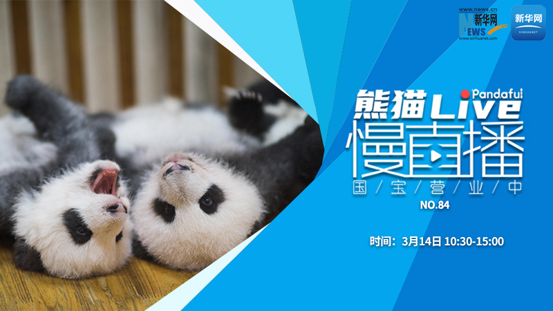 熊猫慢直播：国宝营业中（84）