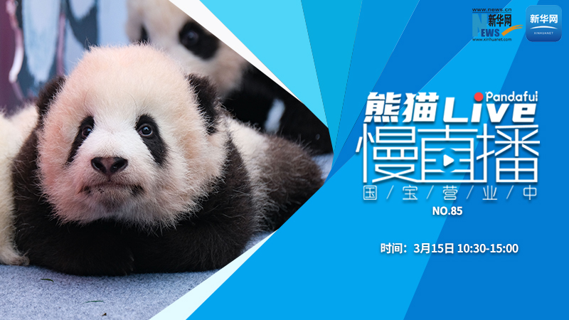 熊猫慢直播：国宝营业中（85）