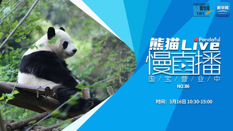 熊猫慢直播：国宝营业中（86）