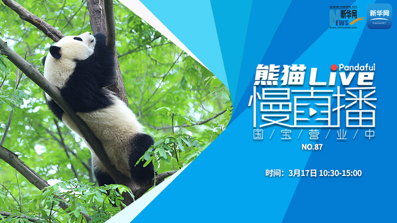 熊猫慢直播：国宝营业中（87）