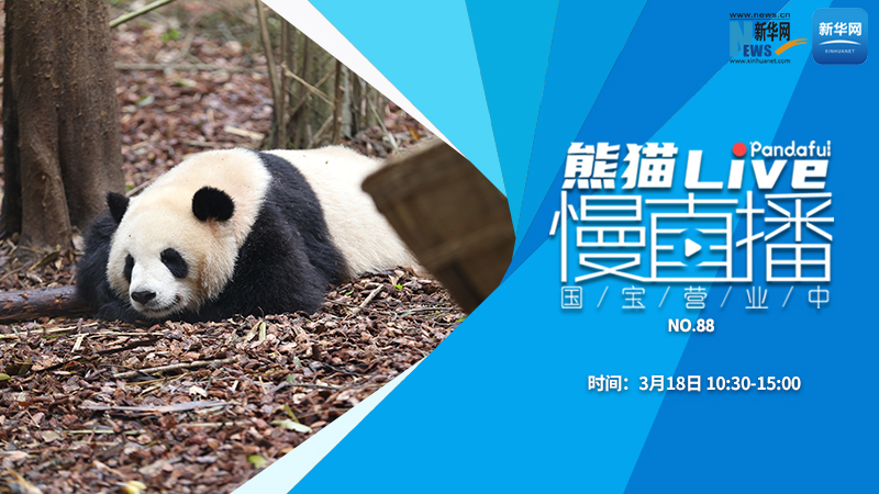 熊猫慢直播：国宝营业中（88）