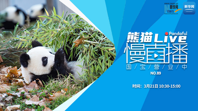 熊猫慢直播：国宝营业中（89）