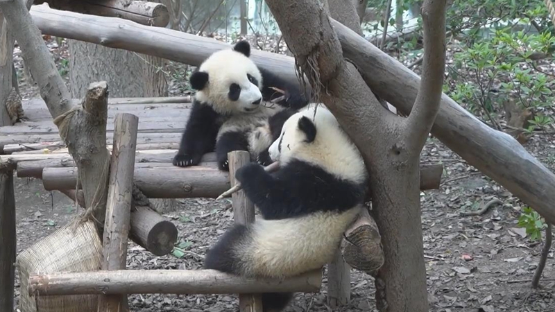 熊猫百问你来问｜如何正确看待圈养大熊猫和野生大熊猫？