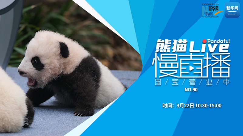 熊猫慢直播：国宝营业中（90）