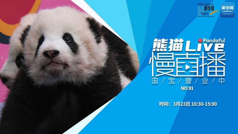熊猫慢直播：国宝营业中（91）