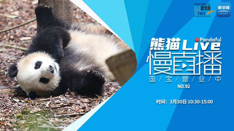 熊猫慢直播：国宝营业中（92）