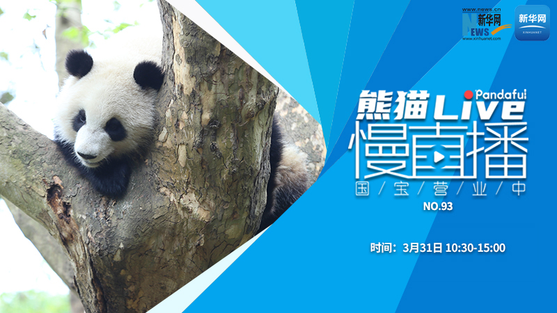 熊猫慢直播：国宝营业中（93）