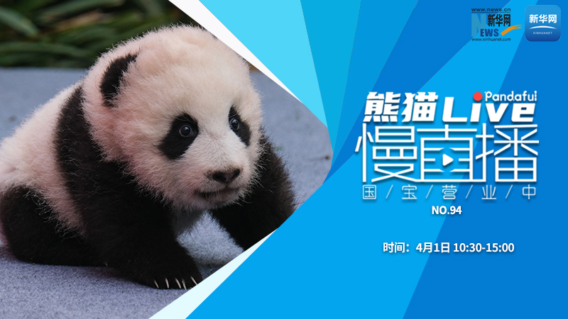 熊猫慢直播：国宝营业中（94）