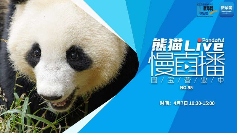 熊猫慢直播：国宝营业中（96）