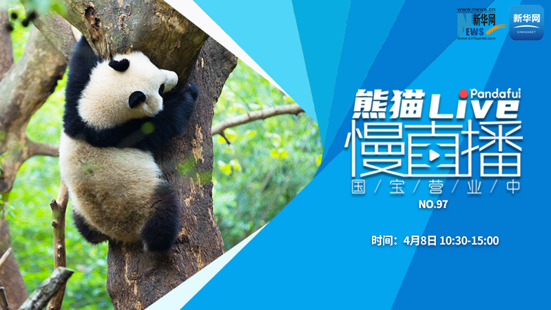 熊猫慢直播：国宝营业中（97）
