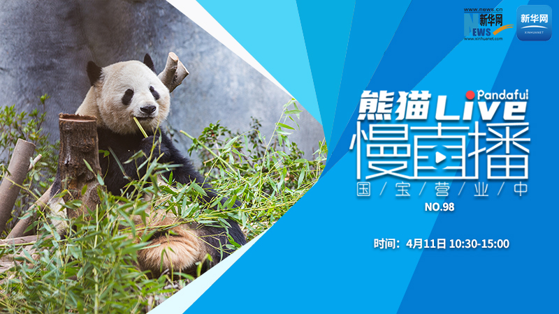 熊猫慢直播：国宝营业中（98）