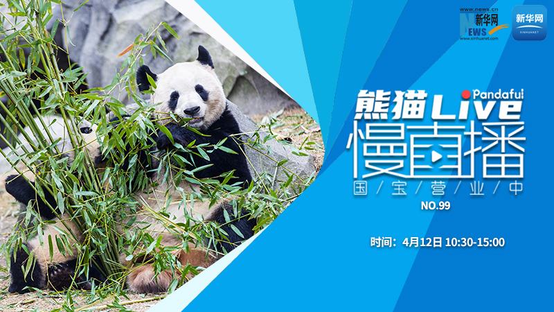 熊猫慢直播：国宝营业中（99）