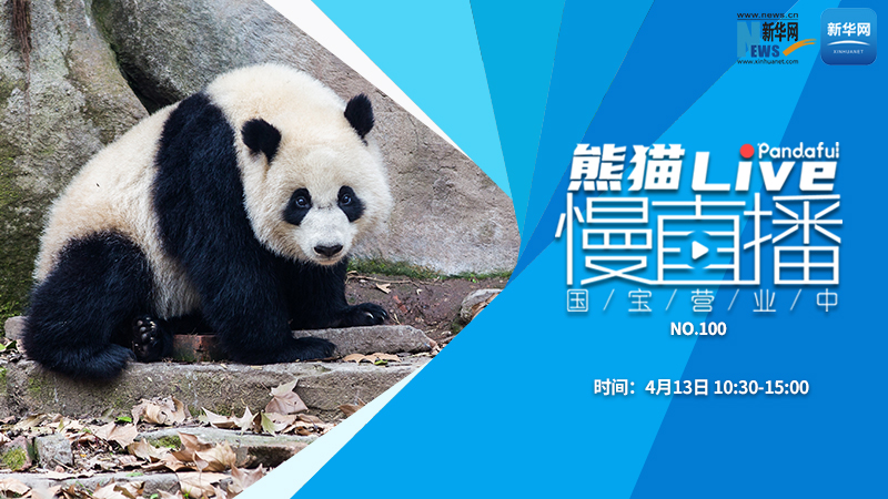 熊猫慢直播：国宝营业中（100）