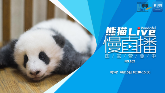 熊猫慢直播：国宝营业中（102）