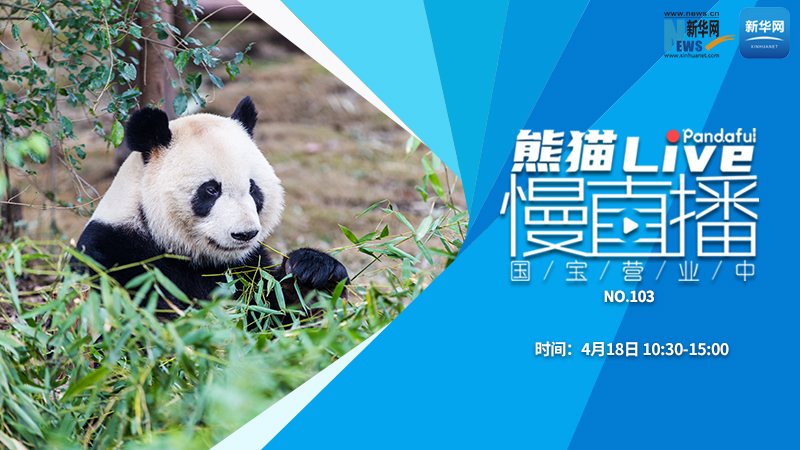 熊猫慢直播：国宝营业中（103）