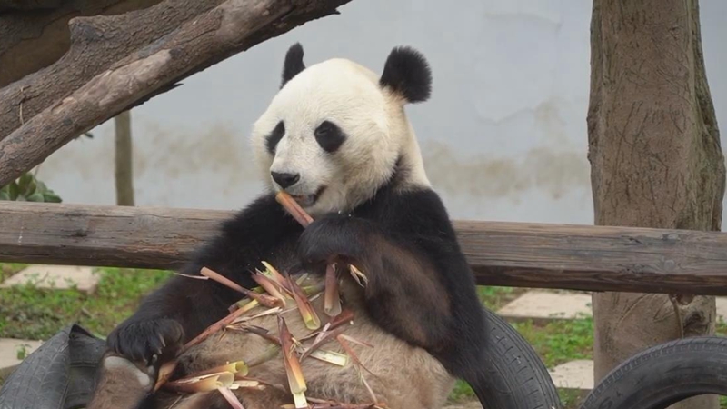熊貓百問你來問｜聽説大熊貓吃啥拉啥？
