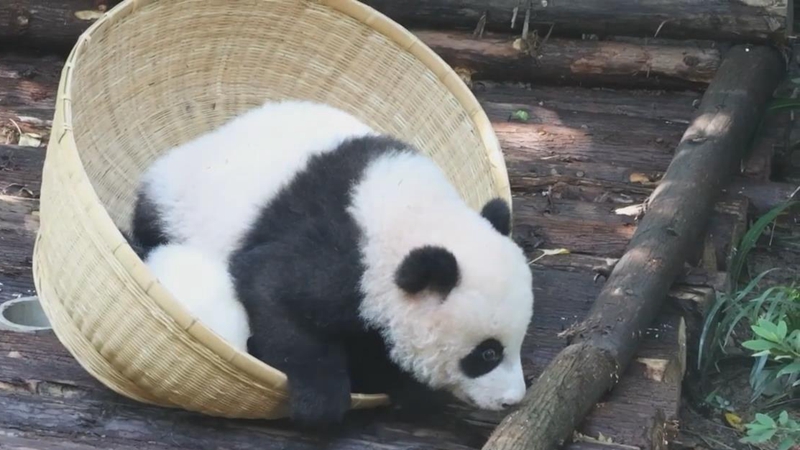 熊猫百问你来问｜大熊猫也需乳酸菌