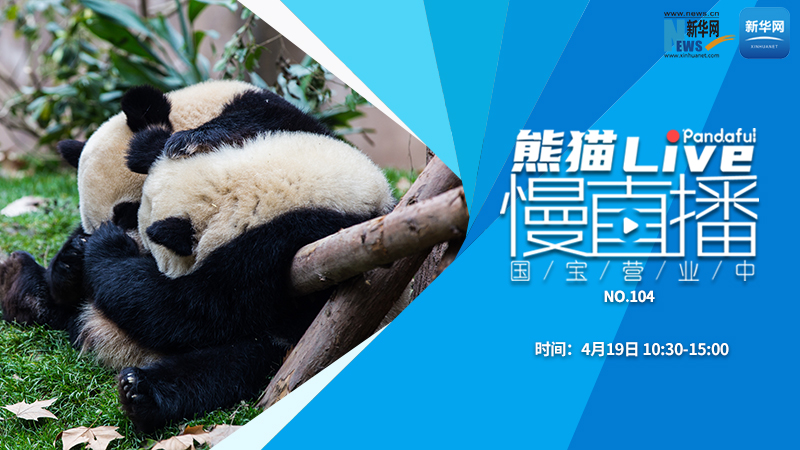 熊猫慢直播：国宝营业中（104）