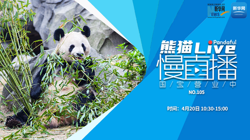 熊猫慢直播：国宝营业中（105）