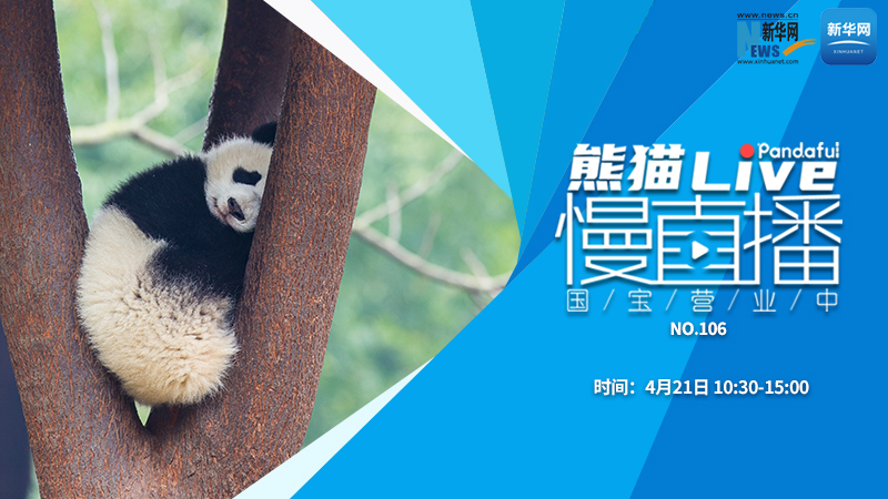 熊猫慢直播：国宝营业中（106）