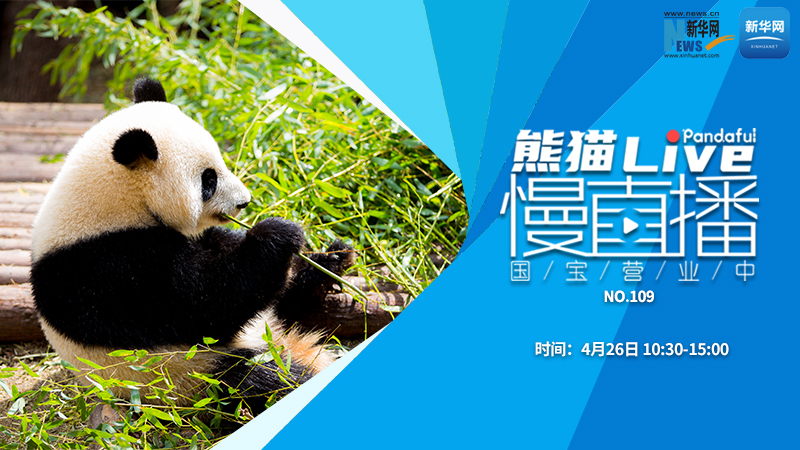 熊猫慢直播：国宝营业中（109）