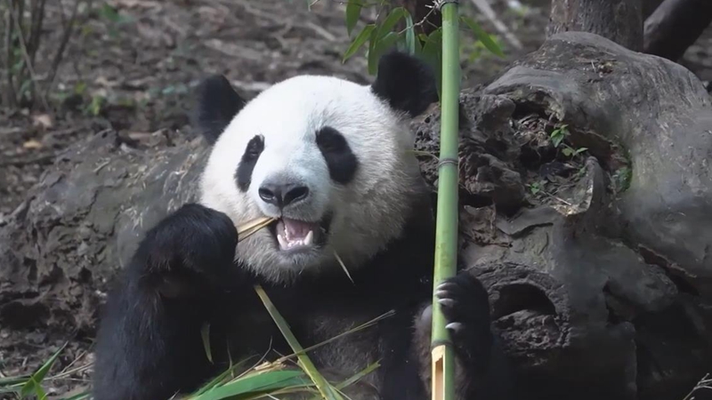 熊猫百问你来问｜大熊猫吃竹子为什么也能长胖？