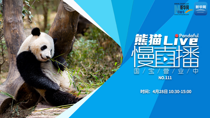 熊猫慢直播：国宝营业中（111）