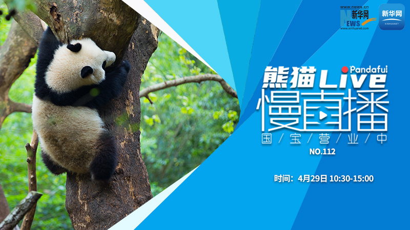 熊猫慢直播：国宝营业中（112）