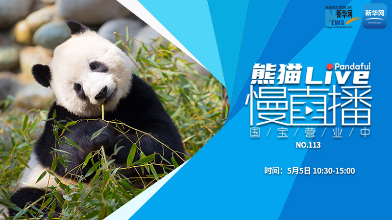 熊猫慢直播：国宝营业中（113）