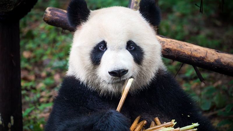 熊猫百问你来问｜大熊猫国家公园里有人居住么？