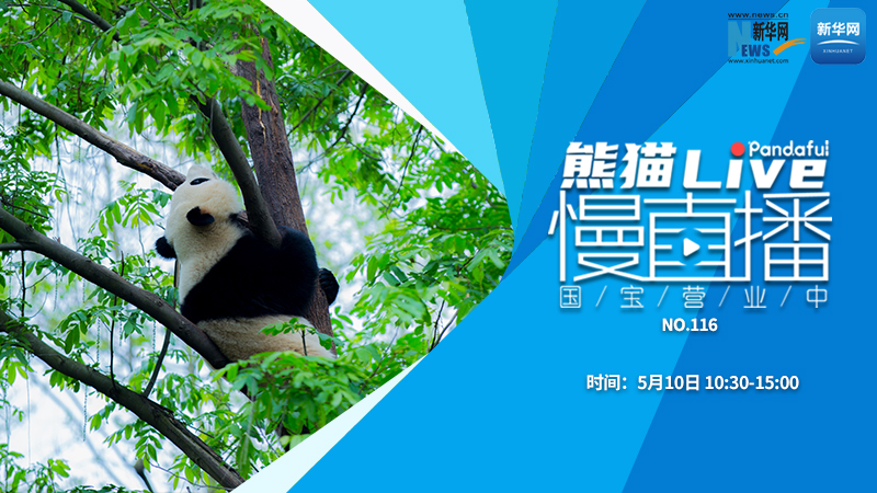 熊猫慢直播：国宝营业中（116）