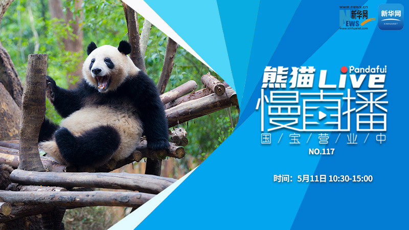 熊猫慢直播：国宝营业中（117）