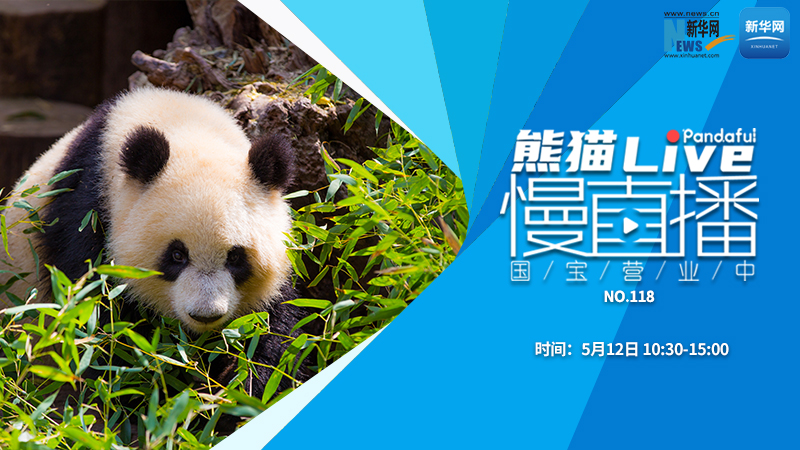 熊猫慢直播：国宝营业中（118）