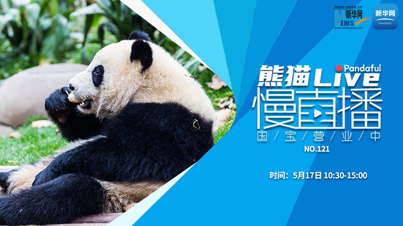 熊猫慢直播：国宝营业中（121）
