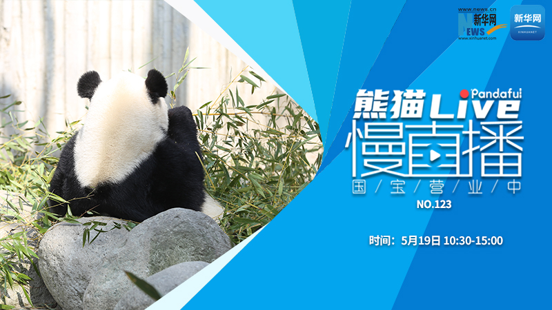 熊猫慢直播：国宝营业中（123）