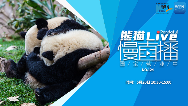 熊猫慢直播：国宝营业中（124）