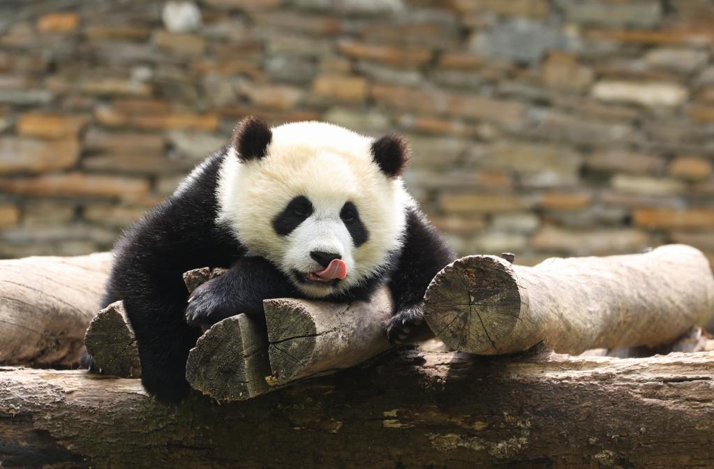 国社@四川｜探秘大熊猫国家公园——共建人与自然和谐共生的乐园