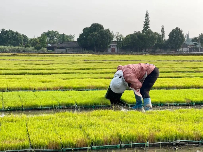 研究出台四个‘十条措施’，确保成都全年粮食播种面积和产量只增不减。