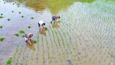 水稻栽插进入用水高峰期 诀窍在“早”字 四川多地提前“关秧门”