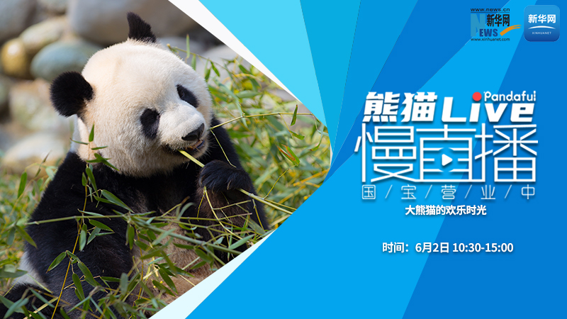熊猫慢直播（133）：大熊猫的欢乐时光