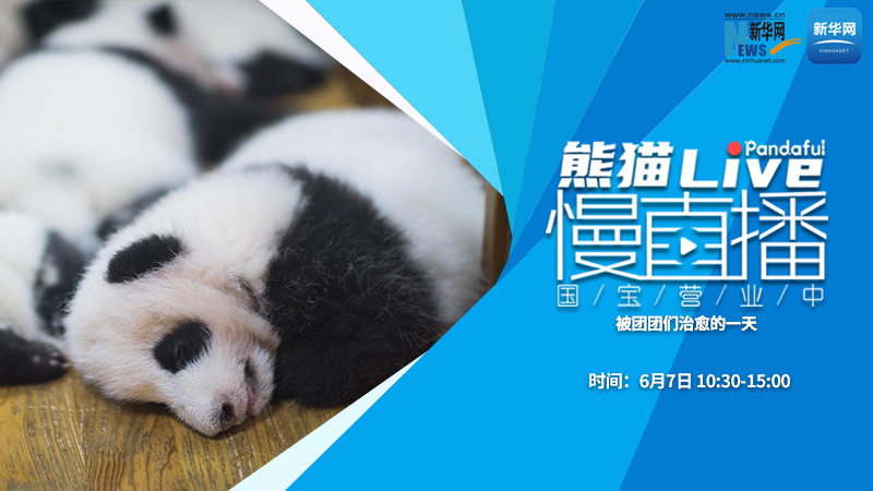 熊猫慢直播（135）：被团团们治愈的一天