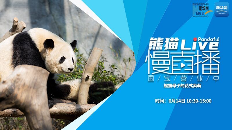 熊猫慢直播（140）：熊猫母子的花式卖萌