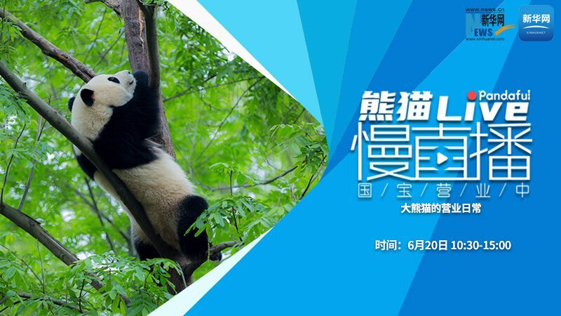 熊猫慢直播（144）：大熊猫的营业日常