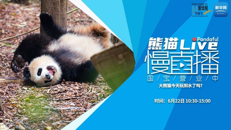 熊猫慢直播（146）：大熊猫今天玩到水了吗？