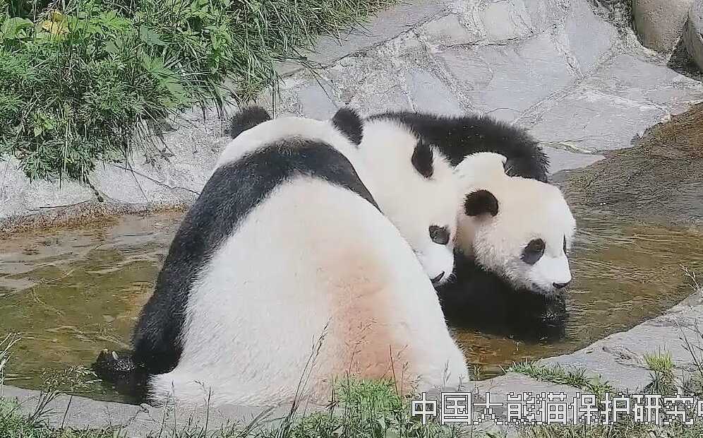 熊猫社区｜熊猫一家三口的日常