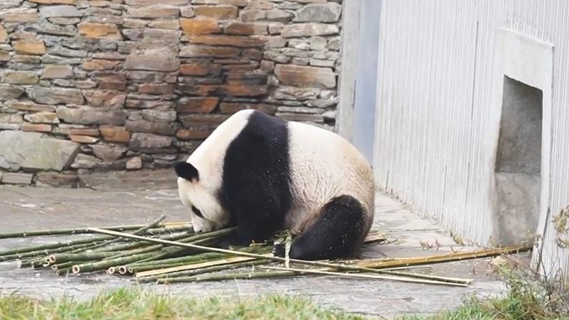 熊猫百问你来问｜大熊猫是怎样感染疾病的？