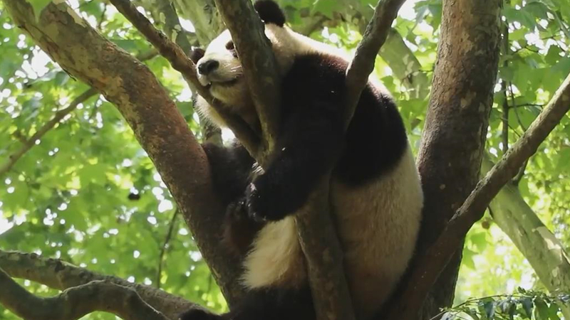 熊猫百问你来问｜大熊猫是不是特别懒？