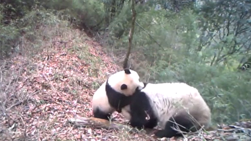 熊猫百问你来问｜放归野外的大熊猫，还能再找到吗？